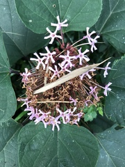 Clerodendrum bungei