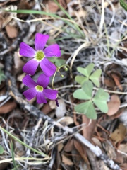 Oxalis alpina