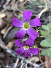 Oxalis alpina