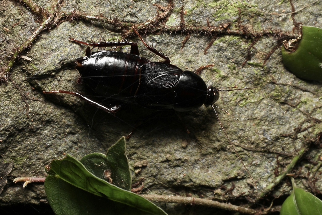 Periplaneta formosana