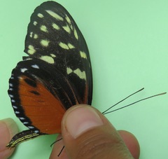 Heliconius hecale zuleika