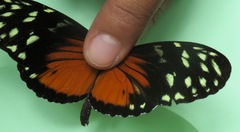 Heliconius hecale zuleika