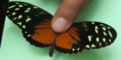Heliconius hecale zuleika