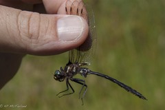 Somatochlora elongata