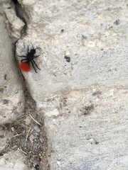 Dasymutilla magnifica