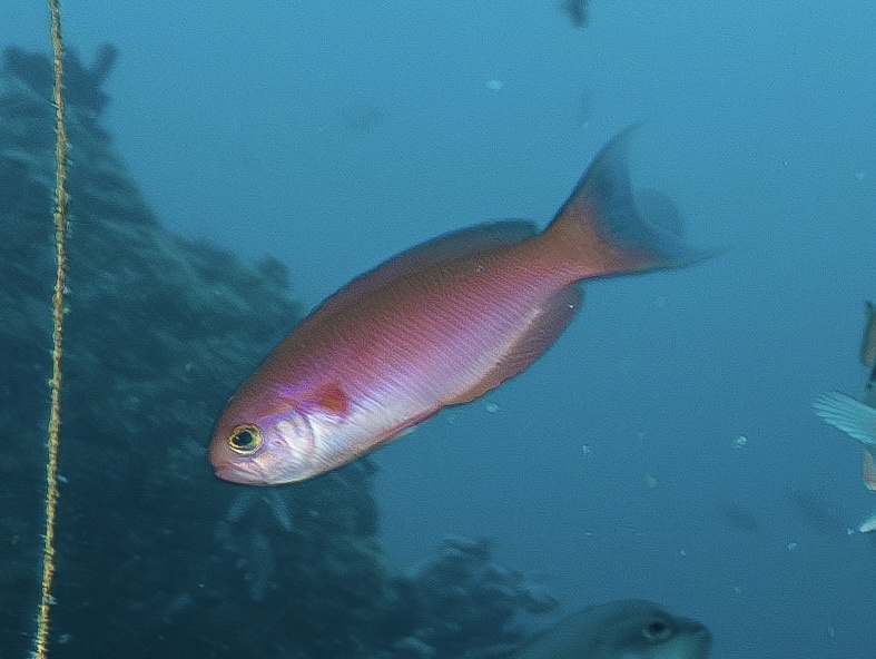 Glorious groppo (Callanthias australis) — Callanthiidae