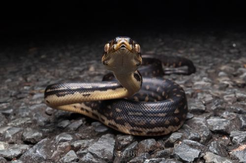 Diamond Python sighting