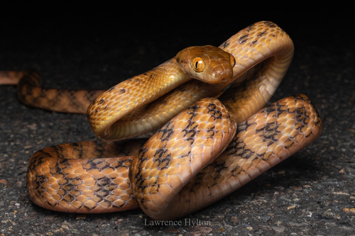 Brown Tree Snake sighting