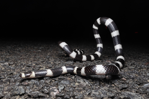 Eastern Bandy Bandy sighting