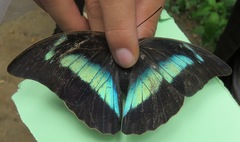 Archaeoprepona demophon centralis