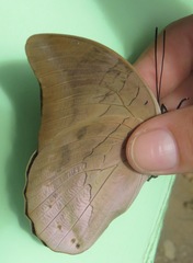 Archaeoprepona demophon centralis