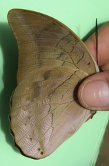 Archaeoprepona demophon centralis