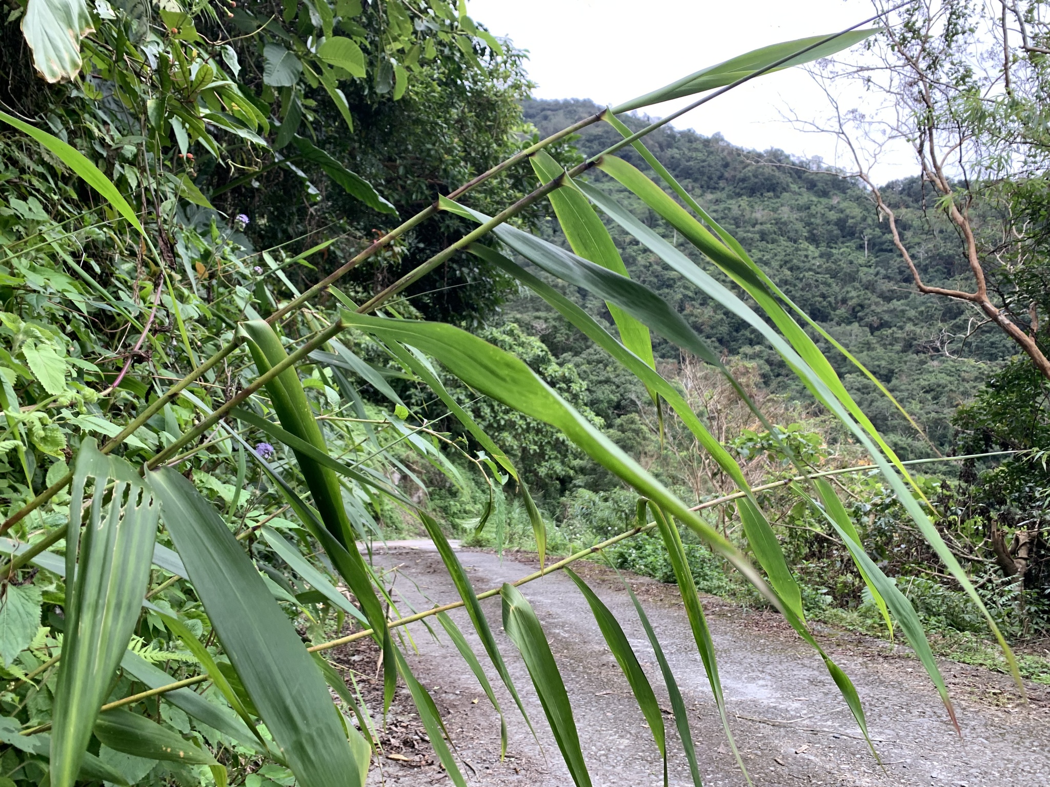 Imagem de Vassoura-de-bruxa