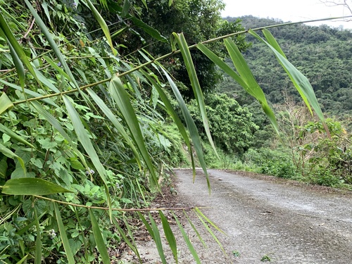 Foto de Vassoura-de-bruxa