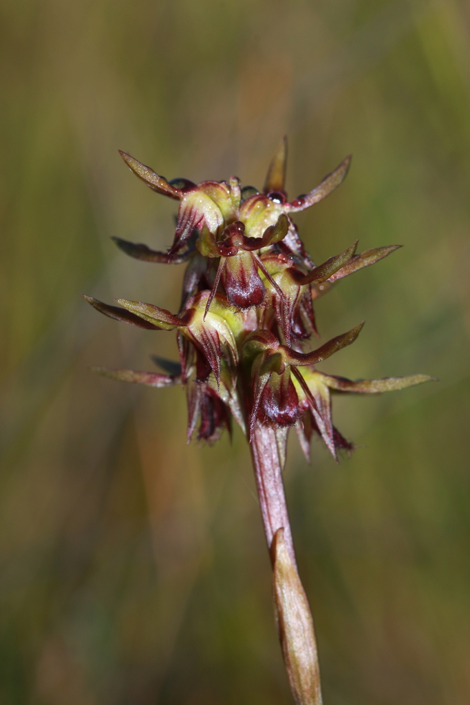 Genoplesium oliganthum