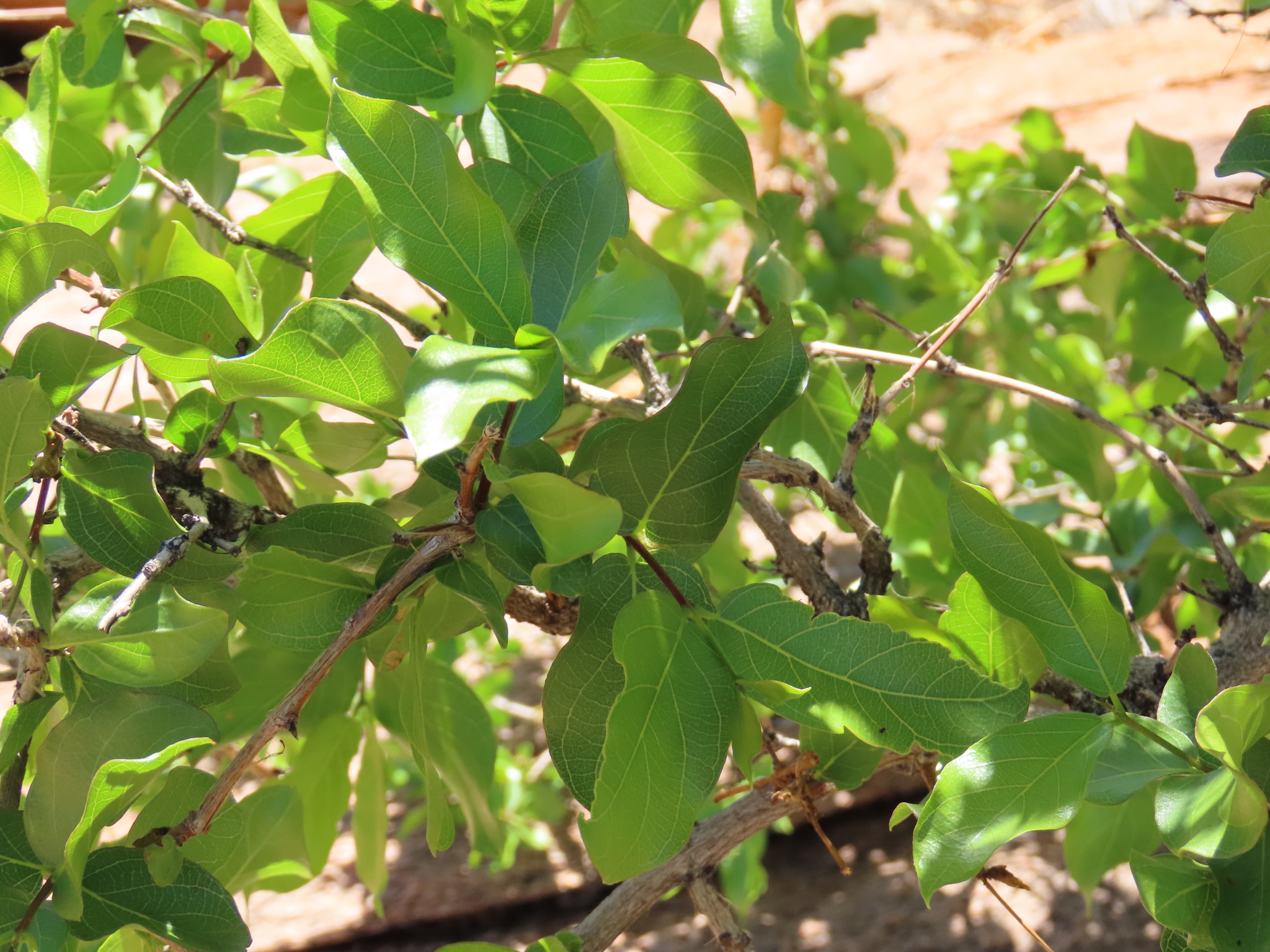 Imagem de Combretum apiculatum é conhecido como "muamba"