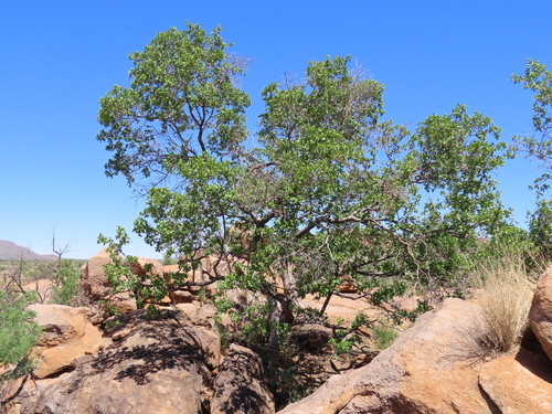 Image of Combretum apiculatum by no rights reserved