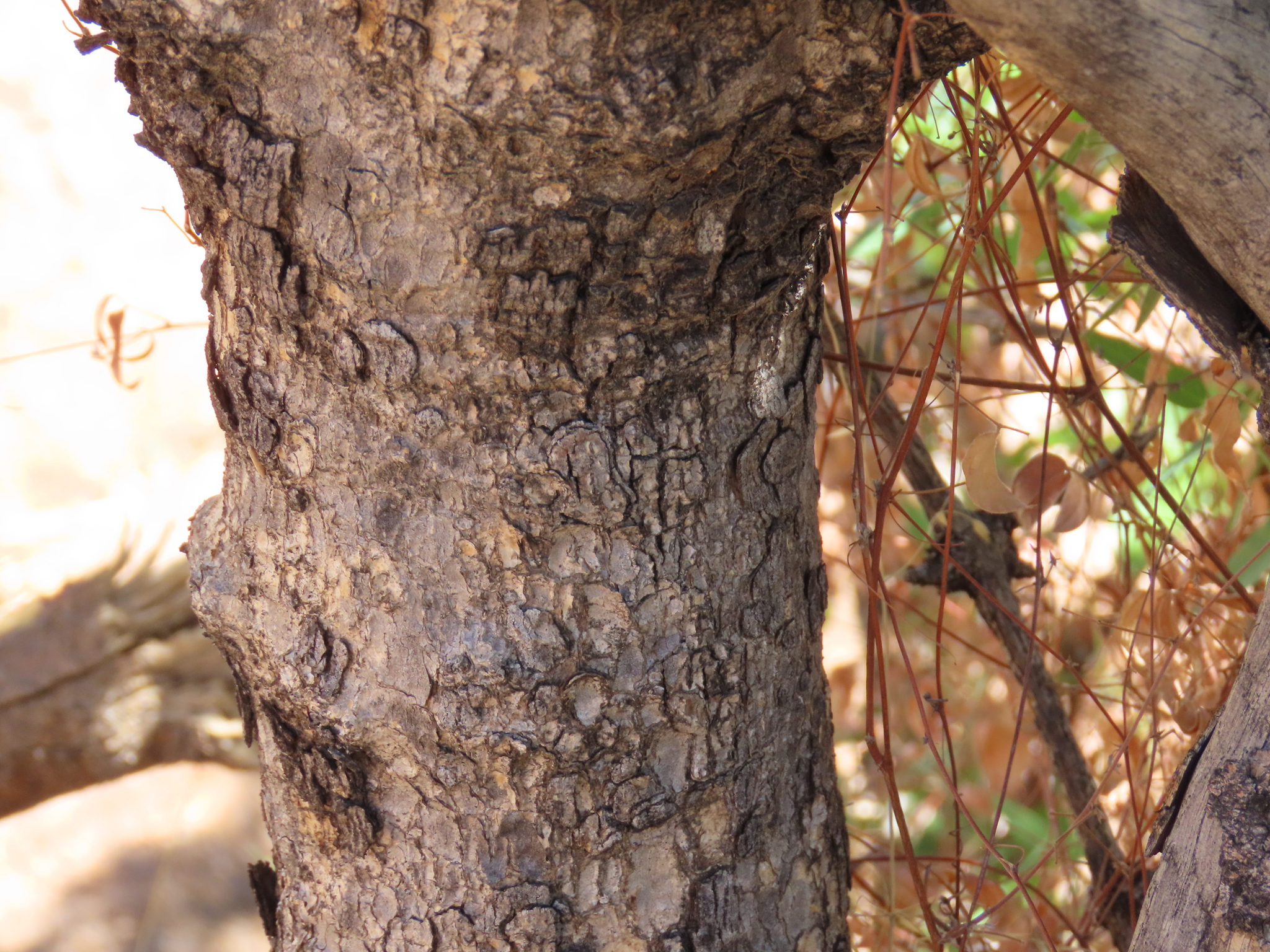 Imagem de Combretum apiculatum é conhecido como "muamba"