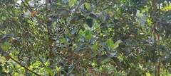 Wild Jackfruit (Artocarpus nobilis)