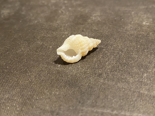 Cymatiella verrucosa, 2025-02-08