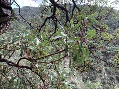 Arbutus arizonica