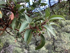 Arbutus arizonica
