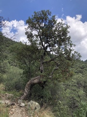 Arbutus arizonica