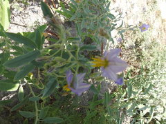 Solanum elaeagnifolium