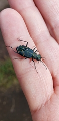Cicindela depressula