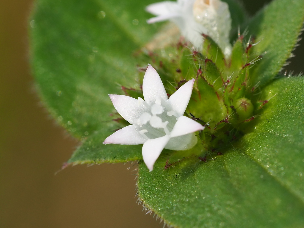 Richardia scabra — a medium houseplant, prefers full sun light