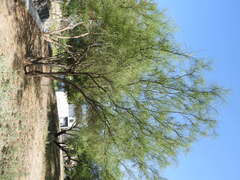 Parkinsonia aculeata