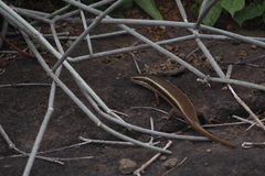 Eutropis carinata