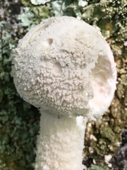 Amanita longipes