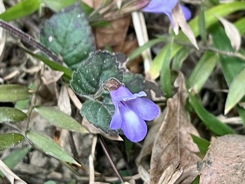 Torenia benthamiana, photograph 4