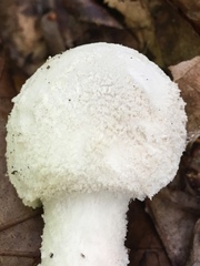 Amanita longipes