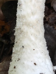 Amanita longipes