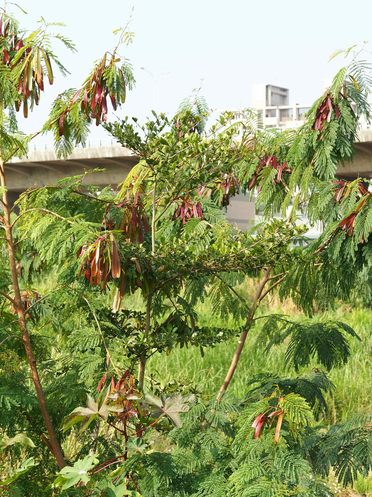 Bàng Đài Loan – Terminalia neotaliala