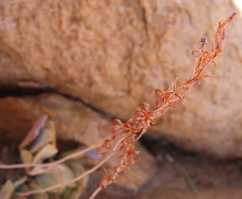 Image of Adromischus schuldtianus by no rights reserved