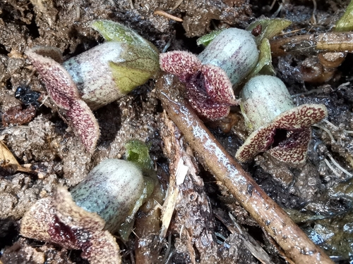 Asarum dissitum iNat (1)