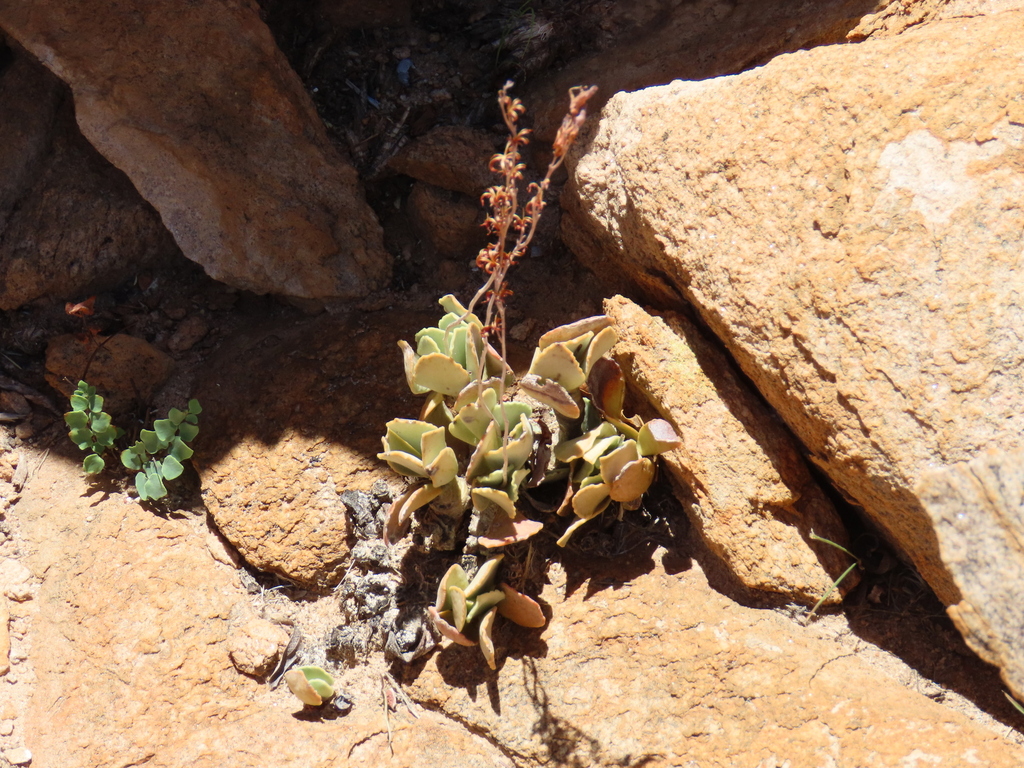 Adromischus schuldtianus, Khomas Region, Namibia