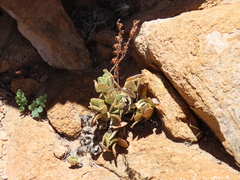 Adromischus schuldtianus