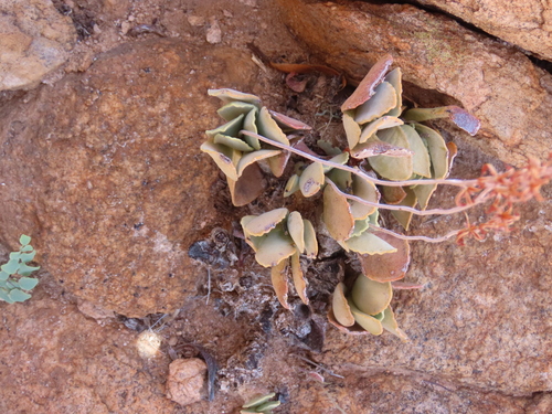 Image of Adromischus schuldtianus by no rights reserved