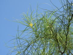 Parkinsonia aculeata