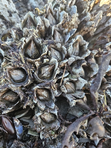 Thatched Barnacle, Sitka, AK, USA, photo 8 of 10
