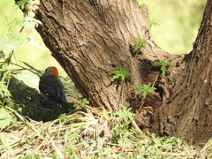 Melanerpes aurifrons