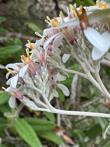 Olearia aglossa