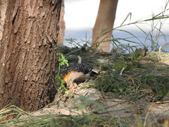 Melanerpes aurifrons