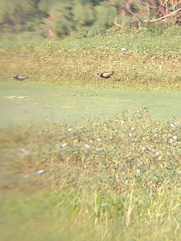 Bronze-winged Jacana
