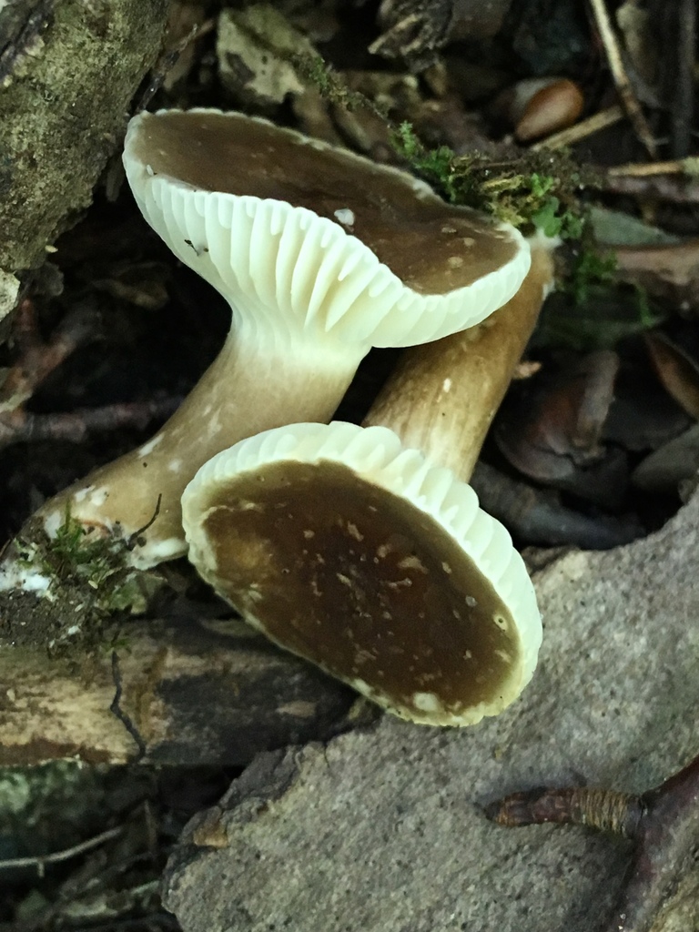 Lactifluus Sect Gerardii