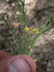 Linum neomexicanum
